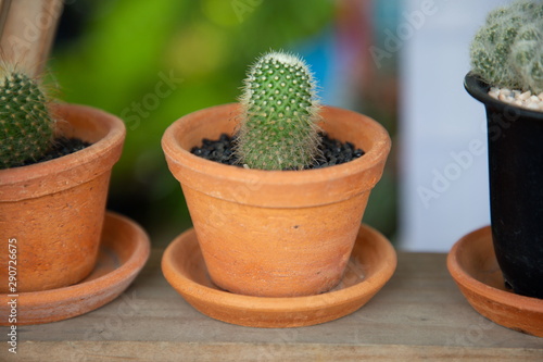 close up macro small green cactus in wooden pot decorate a mini garden in backyard . succulent plant with sharp thorn minimal style and tropical environment .