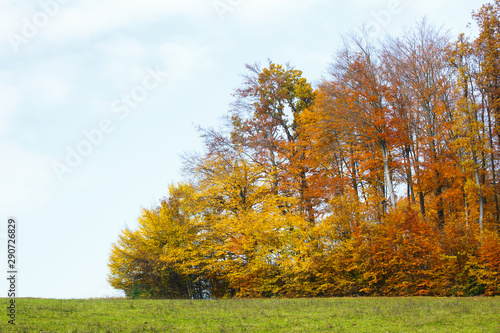 Fall forest with colourful trees, meadow and blue sky.