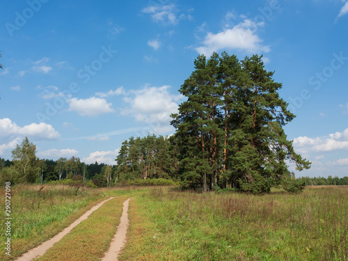 Rural road in the countryside. Sunny day. Rural landscpape. The road goes through the field to the trees.