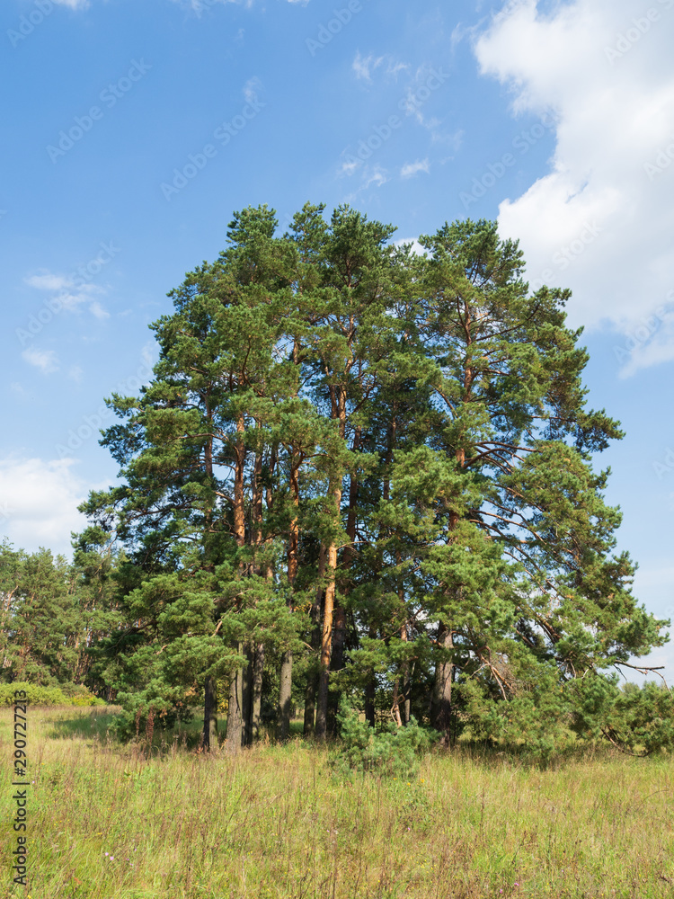 Pine trees in the field. Sunny day at the edge of the forest. Early autumn. Pine trees in the field. Sunny day at the edge of the forest. Early autumn.