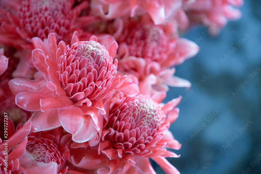 close up texture and pattern of ginger torch or dalah pink pastel color flowers blooming bouquet . close up texture and pattern of ginger torch or dalah pink pastel color flowers blooming bouquet .