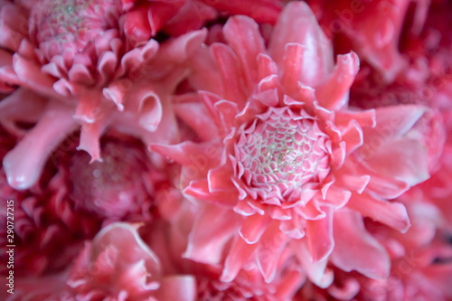 close up texture and pattern of ginger torch or dalah pink pastel color flowers blooming bouquet .