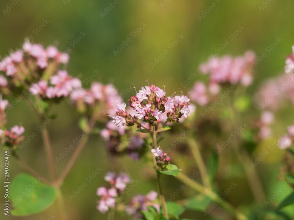 pink wildflowers close up view. nature background pink wildflowers close up view. nature background