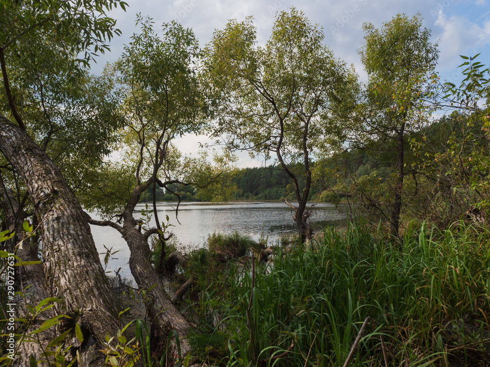 Forest lake surrounded by reeds and trees. Blue sky. Sunny day. Forest lake surrounded by reeds and trees. Blue sky. Sunny day.