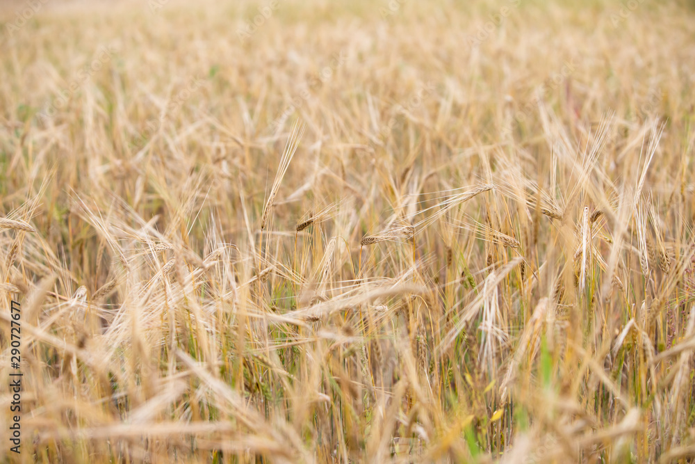 Fototapeta premium Young wheat grows on the field.