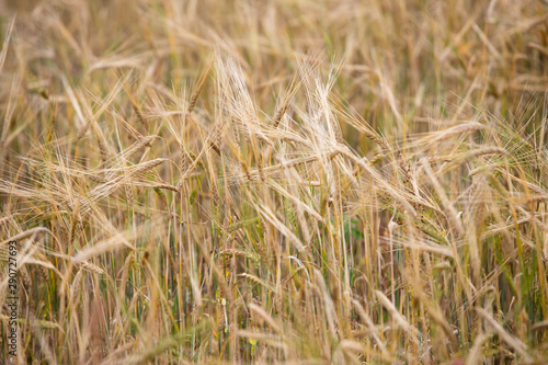 Young wheat grows on the field. © Svyatoslav Balan