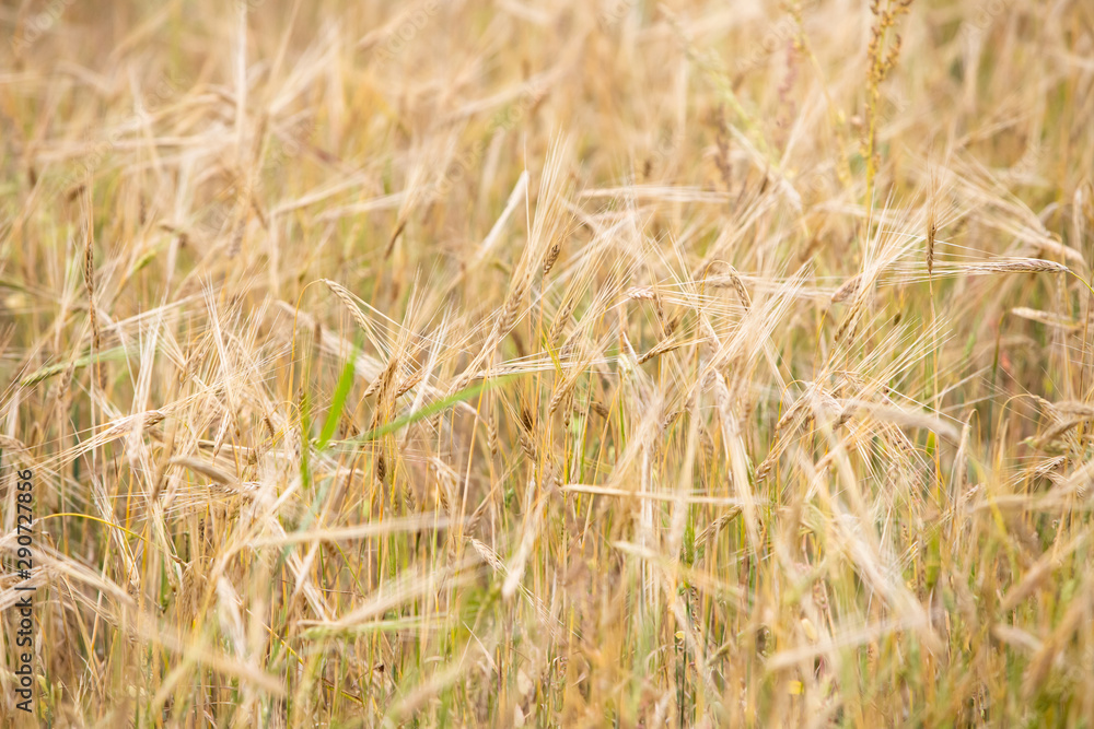 Fototapeta premium Young wheat grows on the field.