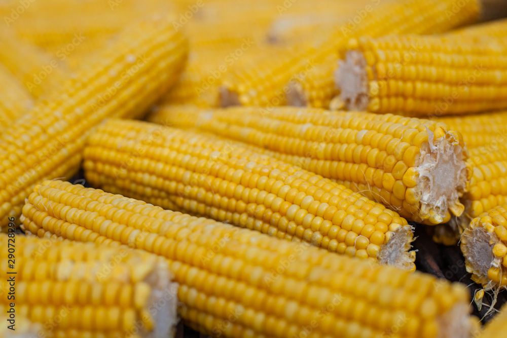 Many ears of yellow corn cooked on a large grill Many ears of yellow corn cooked on a large grill