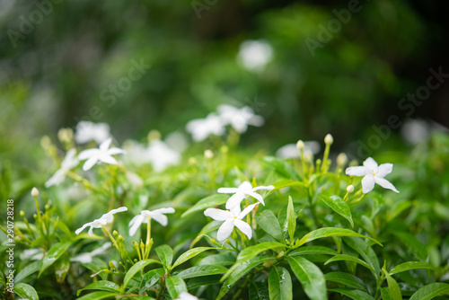 Gardenia jasminoides in garden. beautiful flower background