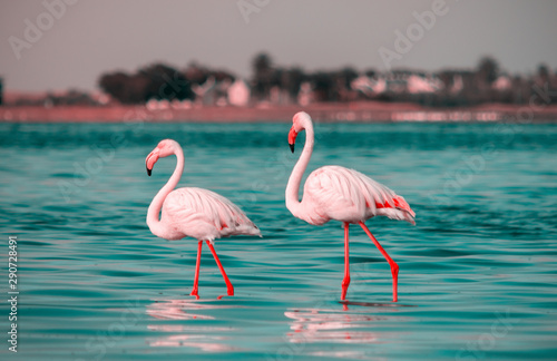 Wild african birds. Two birds of pink african flamingo  walking around the lagoon and looking for food