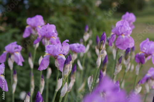 purple flowers in garden