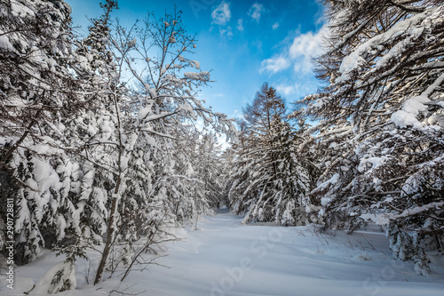 Winter forest in Russia
