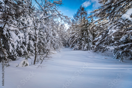 Winter forest in Russia