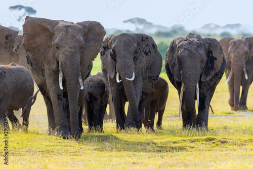 Elephant herd  Amboseli  Africa