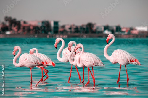 Wild african birds. Group birds of pink african flamingos walking around the lagoon and looking for food
