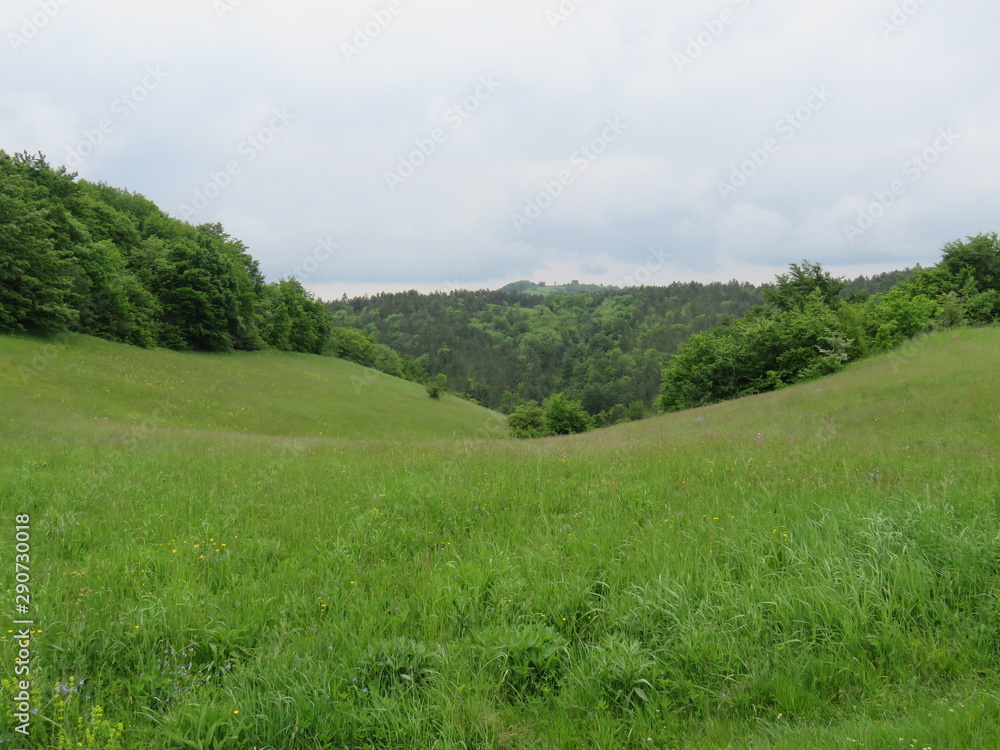 Green pasture on slight slope