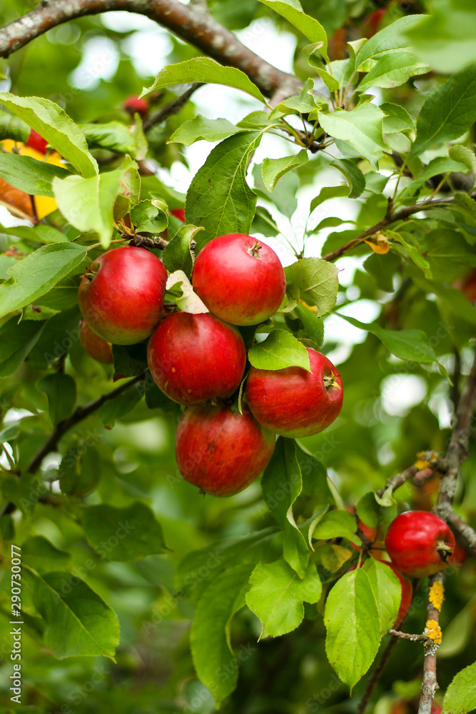 Beautiful view of home garden park with lovely apples in trees.