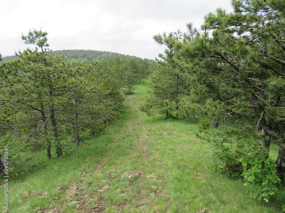 Hiking trail through the forest Hiking trail through the forest
