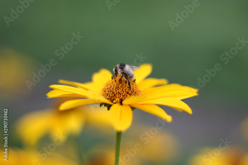 Small blooming yellow flower with small bee gathering honey.