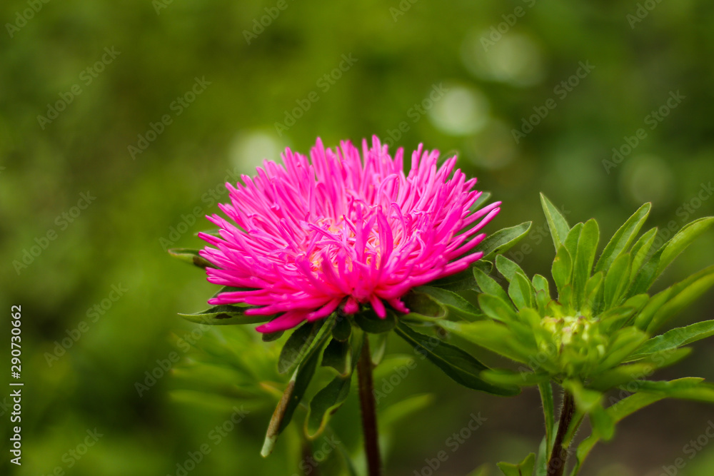 Beautiful purple flower in countryside farm garden. Beautiful purple flower in countryside farm garden.