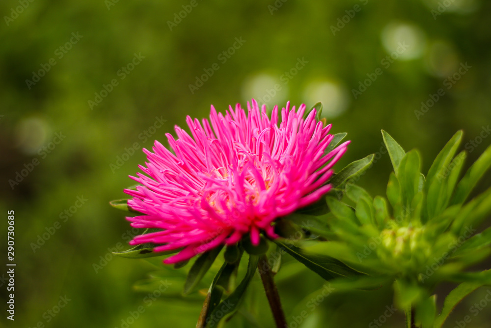 Beautiful purple flower in countryside farm garden. Beautiful purple flower in countryside farm garden.