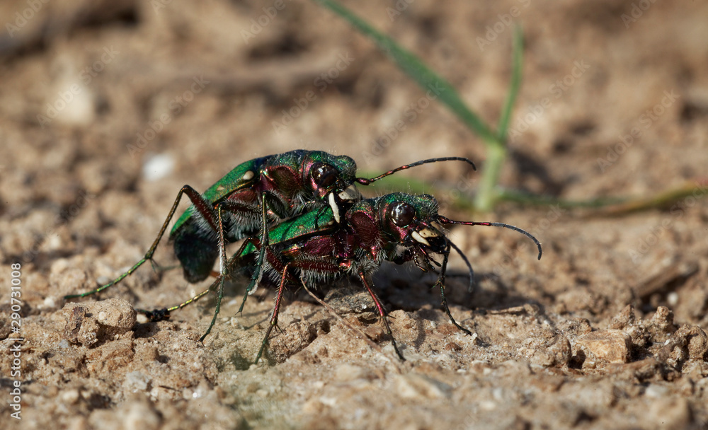 green tiger beetle mating on the ground