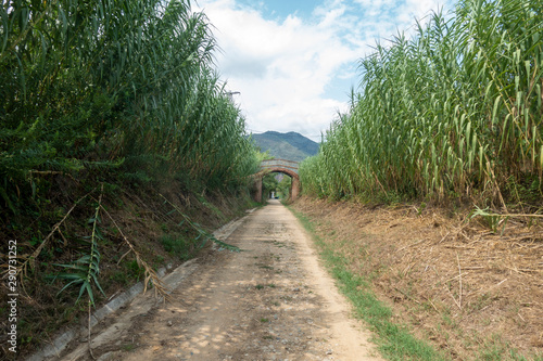 The green way of the carrilet path of Olot