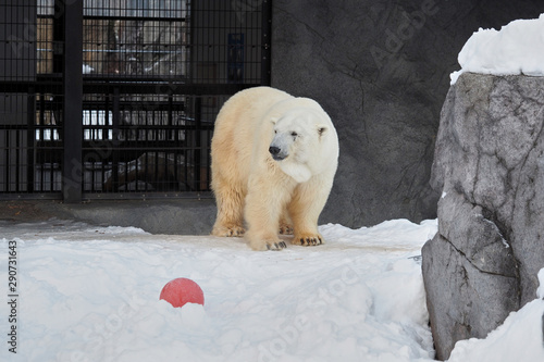 Polar bear photo