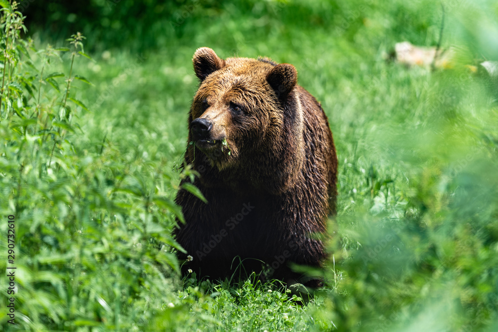 Fototapeta premium Bär im Bärenwald Arbesbach