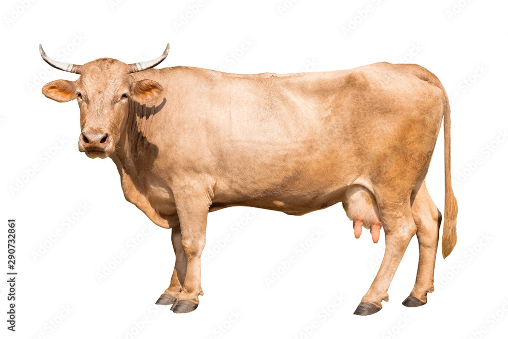 brown cow isolated on a white background