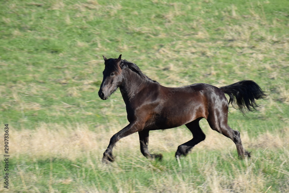 Fototapeta premium horse 