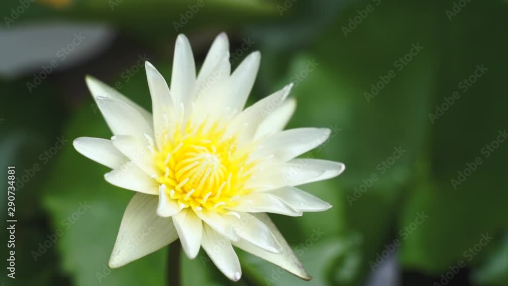 beautiful lotus flower on the water after rain in garden with Blurred background. beautiful lotus flower on the water after rain in garden with Blurred background.