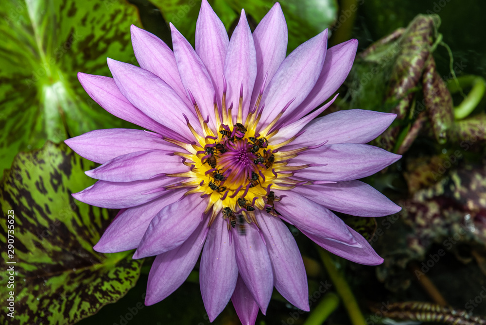 Top View of Beautiful Lotus and bees, Natural purple lotus background. Top View of Beautiful Lotus and bees, Natural purple lotus background.
