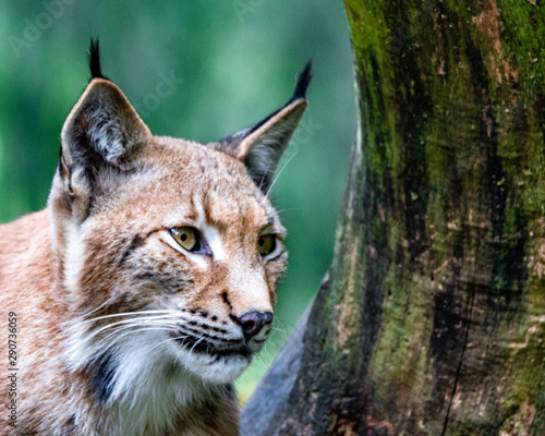 Lynx © Marcel Rudolph-Gajda