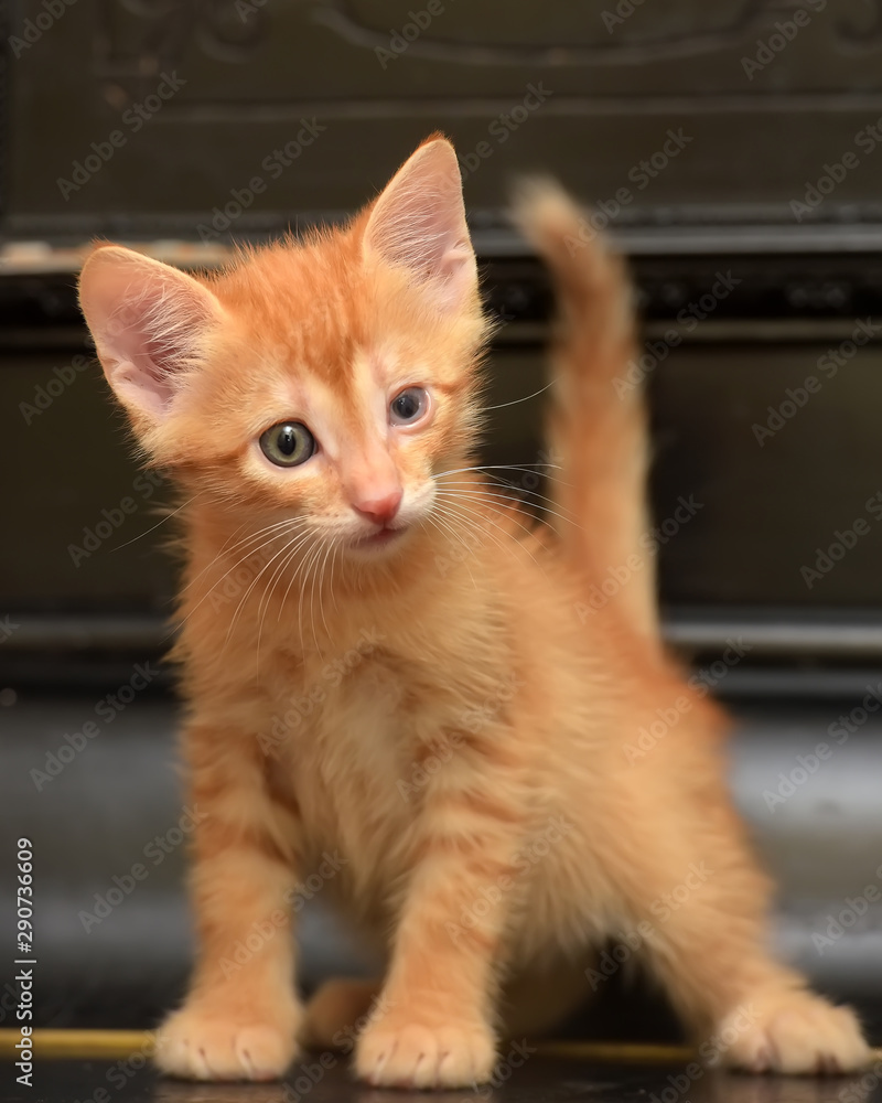 ginger kitten with a sore eye against a dark background Stock