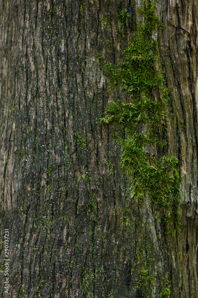Green moss on a tree bark Green moss on a tree bark