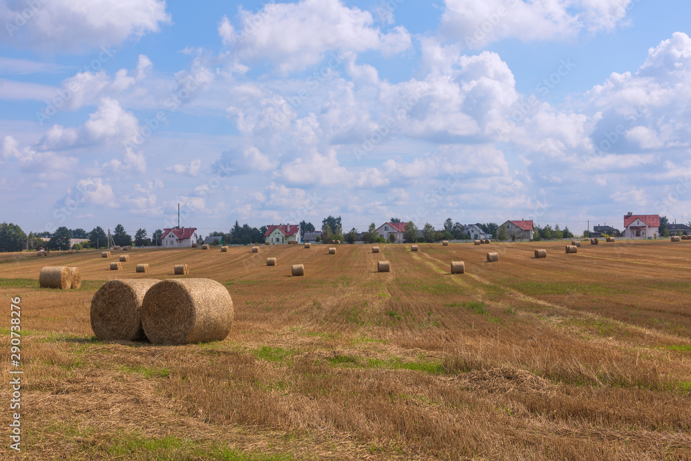 Sheafs of hay in golden mowed field against blue cloudy sky. Field with hay stacks in front of houses, Belarus