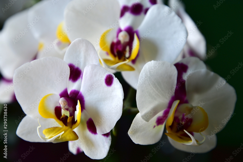 Fototapeta premium White orchid flowers. Summer wallpaper.