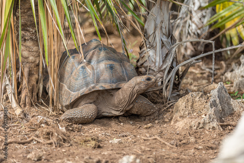 Aldabra giant tortoise at Francois Leguat Tortoise Parc, Rodrigues Island