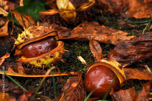 Autumn mood picture. Close-up photo of a horse chestnut. Grass with leaves. Warm colors.