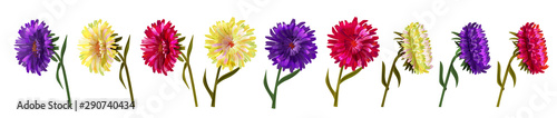 Collection of asters  Michaelmas daisy . White  red  blue  violet daisy flowers  stems  leaves on white background. Digital draw  illustration in watercolor style for design  panoramic view  vector