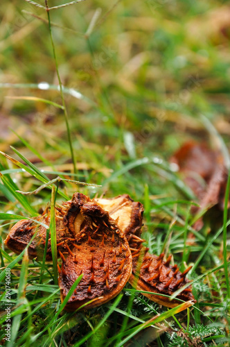 Autumn mood picture. Close-up photo of an open horse chestnut. Grass with leaves. Warm colors.