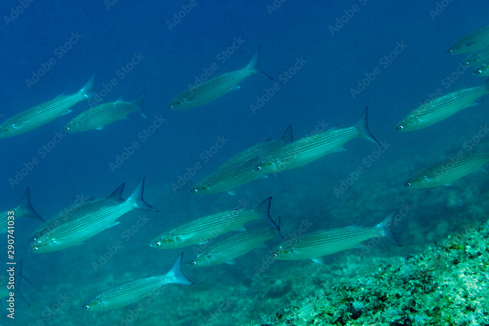 Fototapeta premium fish on Cape Kamenjak Reserve, Croatia
