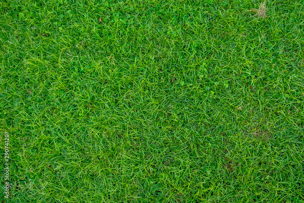 cesped crecido verde cesped crecido verde