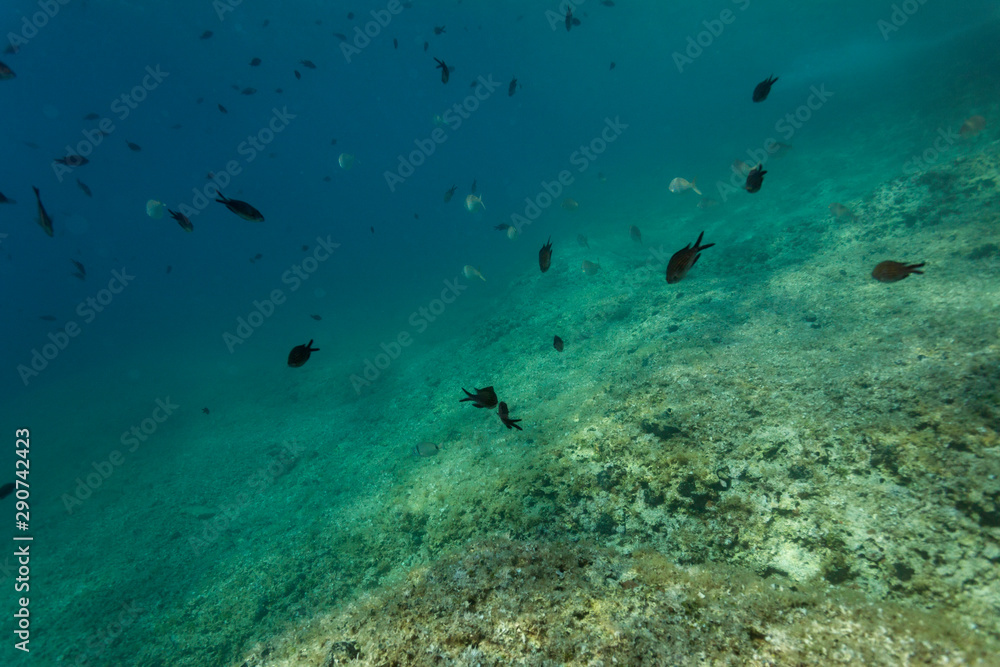 Fototapeta premium damselfish on the Kamenjak coast, Istria, Croatia