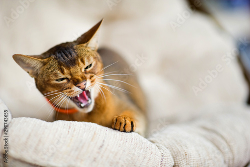 hissing abyssinian cat in a soft chair looks away close-up