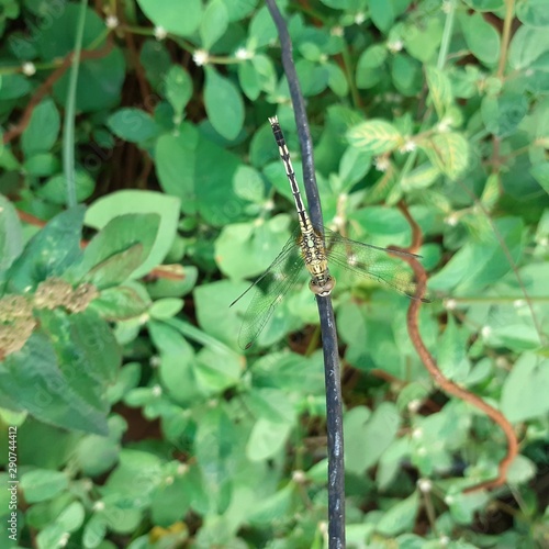 dragonfly on leaf