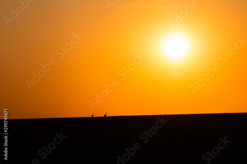 Cranes during sunset © Marcel Rudolph-Gajda