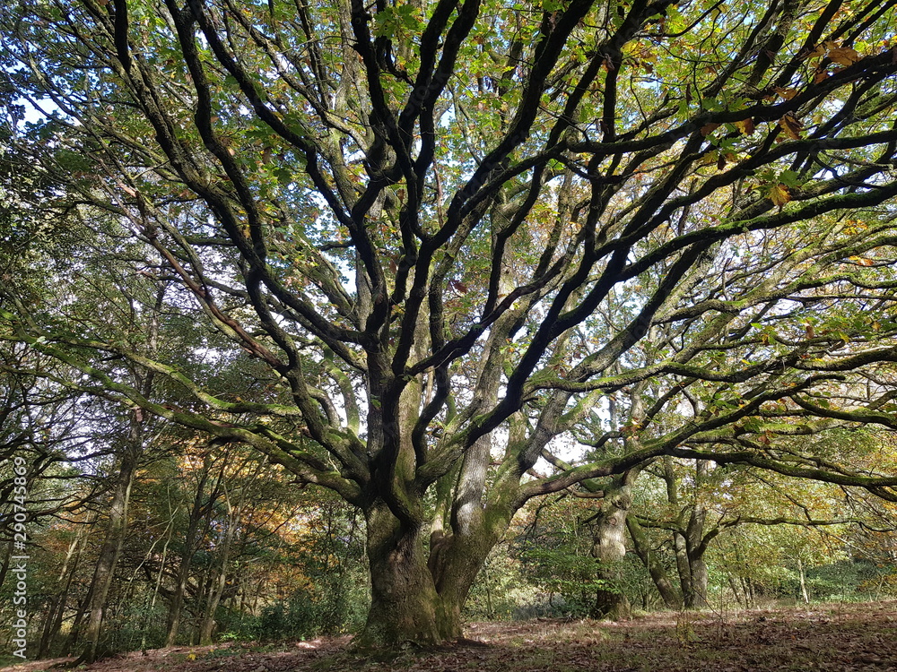 Tree Branches Landscape