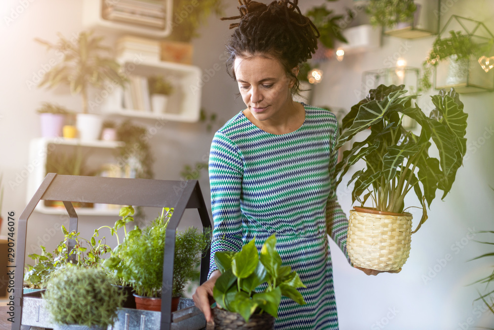Young woman taking care of her potted plants at home - obrazy, fototapety, plakaty 